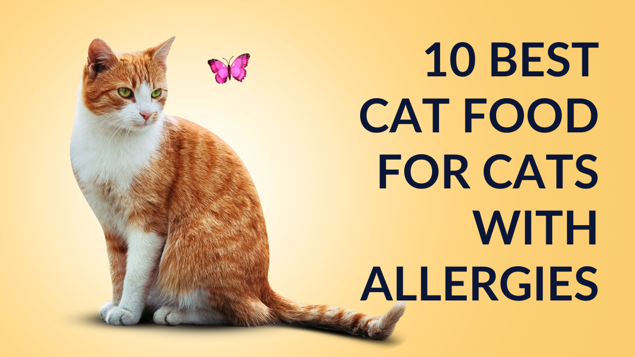 Read more about the article 10 best cat food for cats with allergies